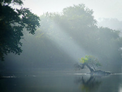 Island in the stream