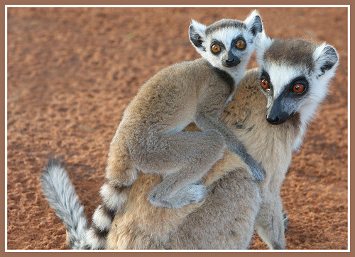 Ringtailed Lemurs in Berenty