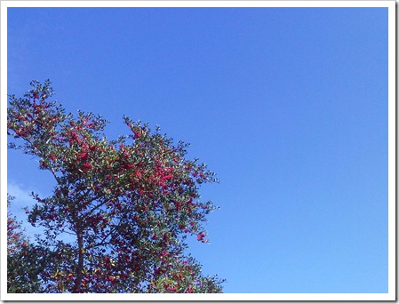 florida sky
